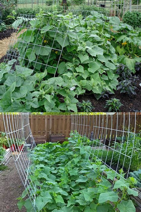 21 Easy DIY Cucumber Trellis Ideas. 1. A-frame Garden Trellis. Via Anoregancottage. Provide vertical trellis to your cucumber vines and get the best fruit out of them. An A-frame garden trellis is a feasible option if you’re running short on space plus, an enjoyable project to carry out during the weekend ;-). 2.